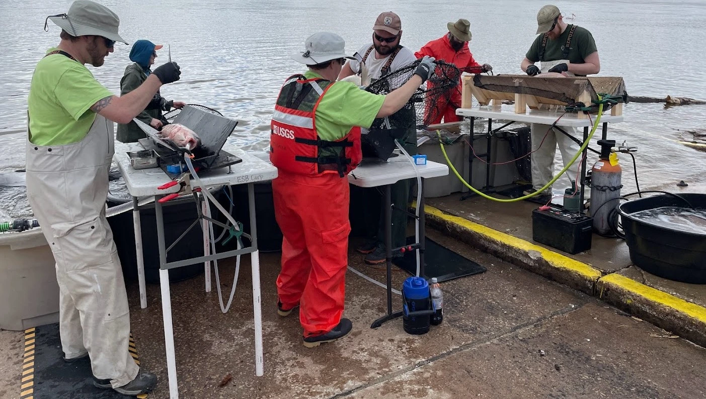 Multi-agency tagging crew surgically implanting transmitters into native species and invasive carp.